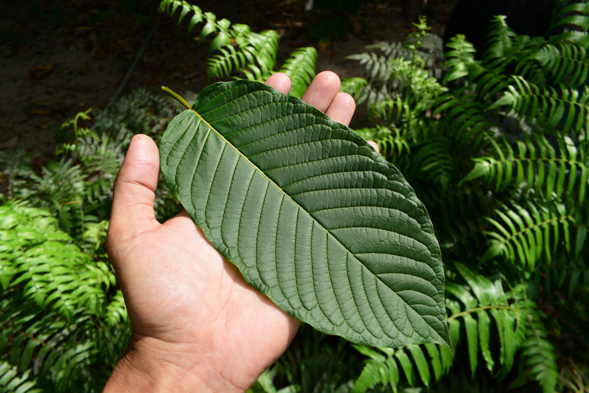 list kratomu mitragyna speciosa