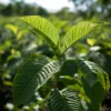 kratom captain green jungle