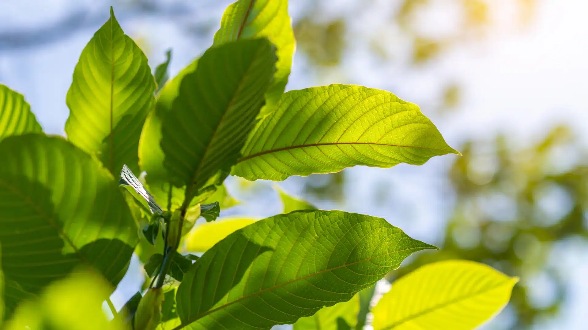 kratom tablety