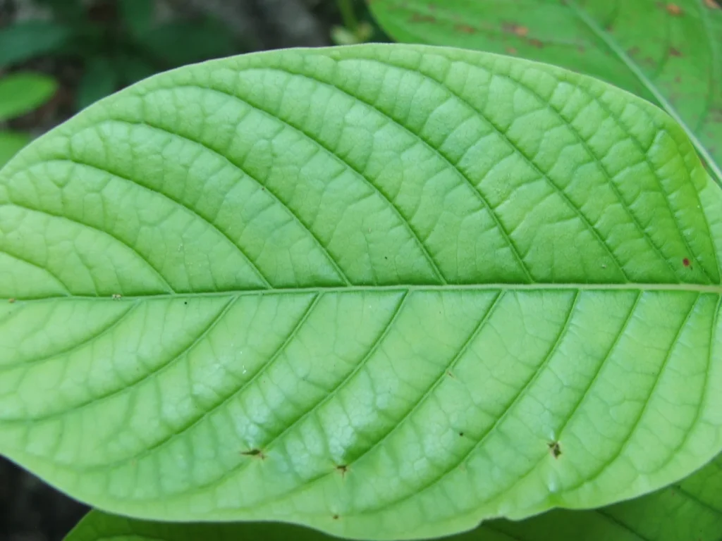 Sterilizace kratomu zářením gamma