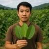 varianty_kratomu_exclusive